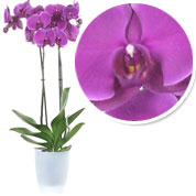Orquídea Malva + Cachepô Transparente